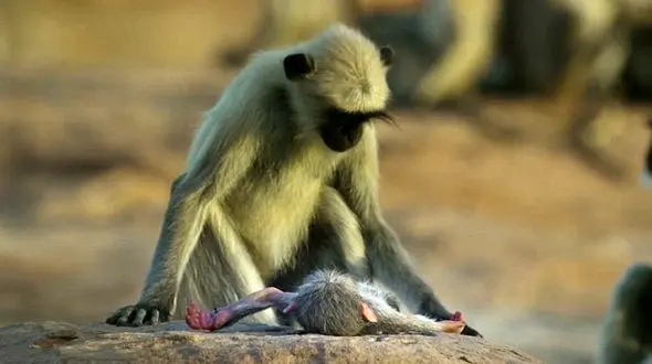 واکنش شگفت‌آور میمون‌ها به مرگ ربات میمون‌نما+فیلم و عکس