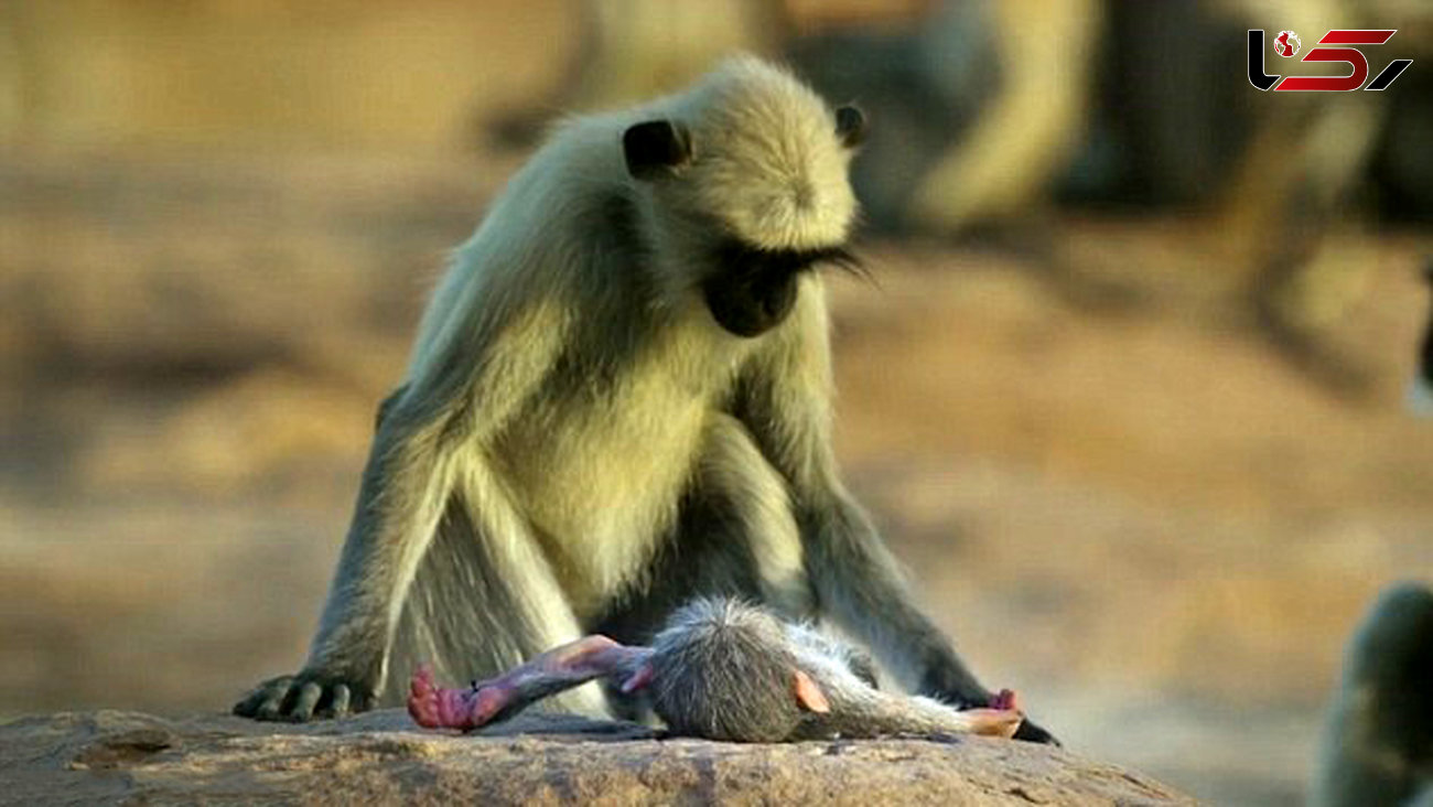 واکنش شگفت‌آور میمون‌ها به مرگ ربات میمون‌نما+فیلم و عکس