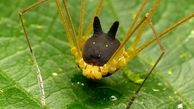 عجیب‌ترین عنکبوت دنیا با سری شبیه سگ +عکس

