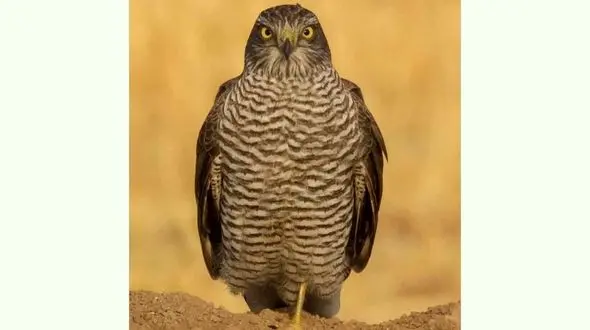 قرقی کرمانشاه را ببینید + عکس