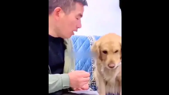 این سگ نگران کرونا گرفتن صاحبش است + فیلم 