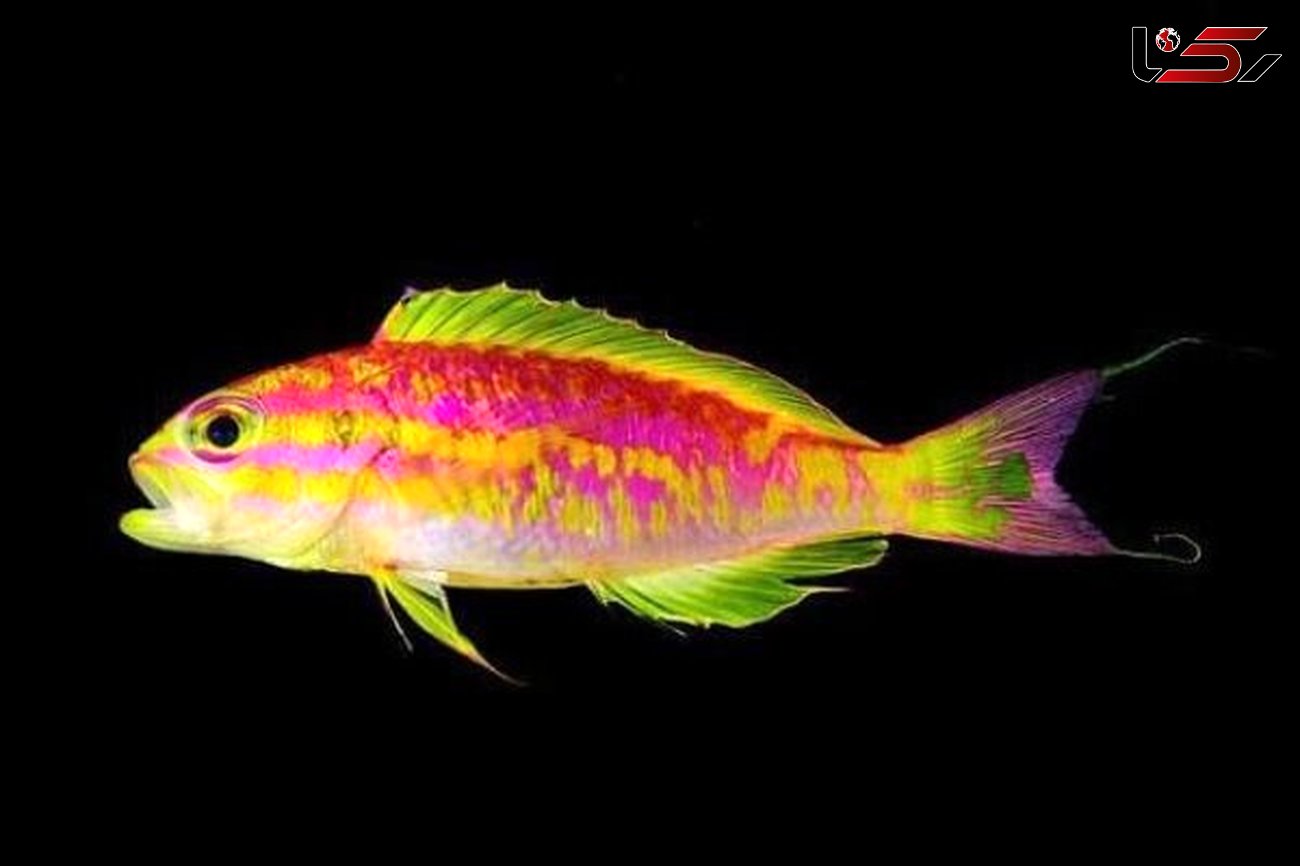 کشف ماهی هایی با رنگ های نئونی