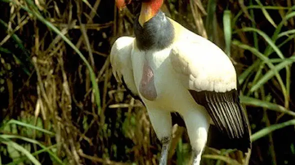 از شاه کرکس تا درگیری دو گاو