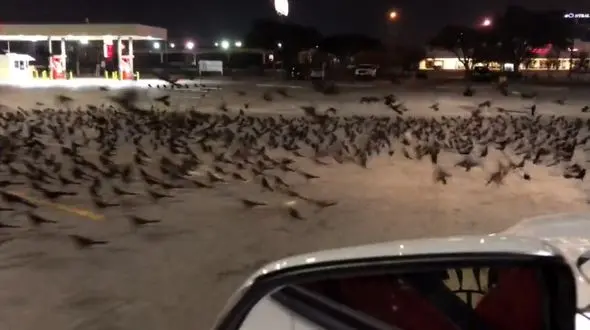 تجمع وحشتناک هزاران پرنده در یک خیابان + فیلم و عکس