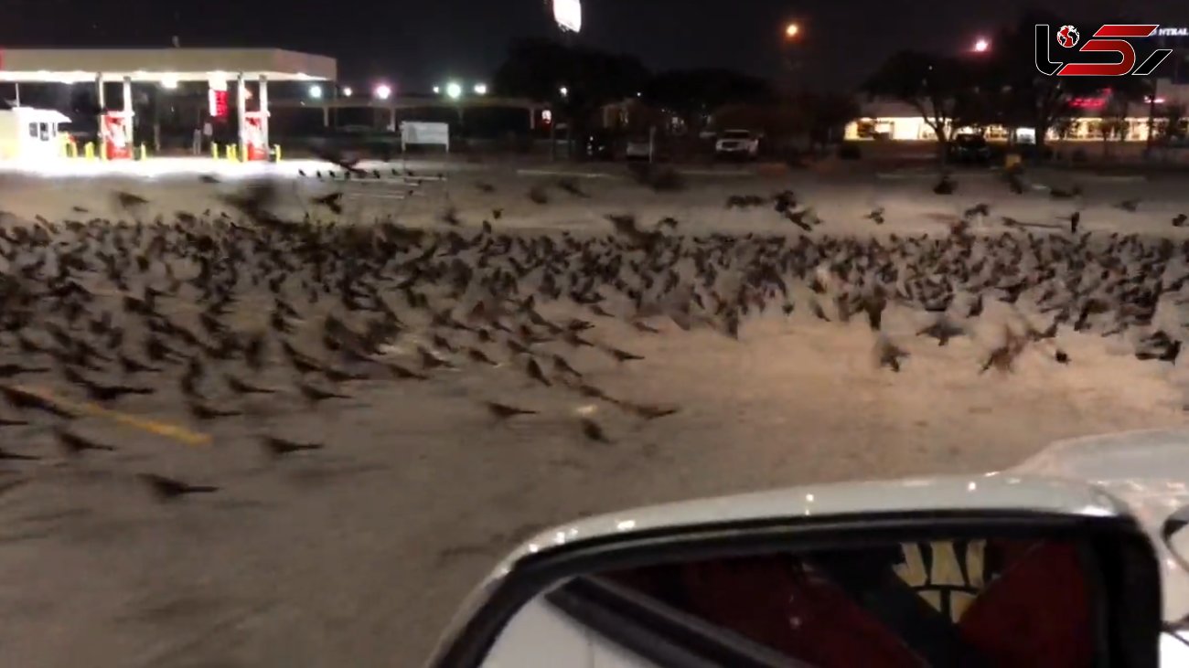 تجمع وحشتناک هزاران پرنده در یک خیابان + فیلم و عکس