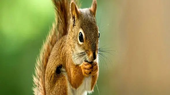 صدای سنجاب را شنیده اید؟ + فیلم