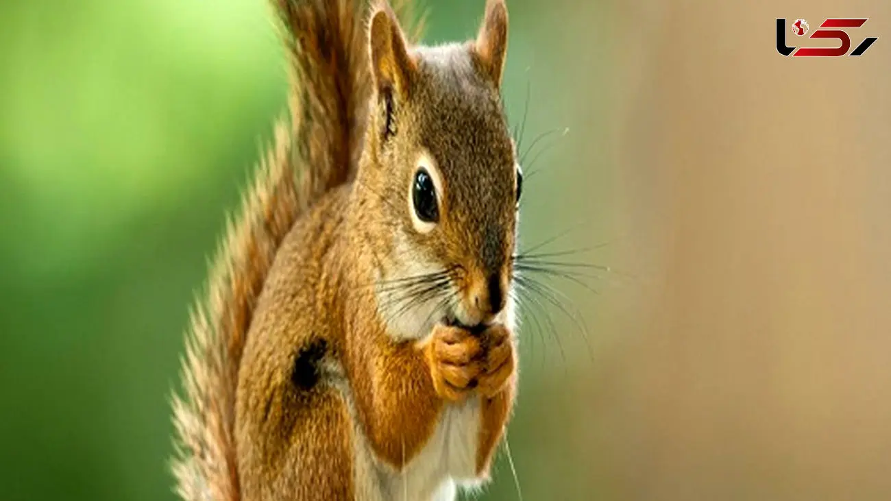 ببینید / دستبرد یک سنجاب به وعده عصرونه یک مرد + فیلم