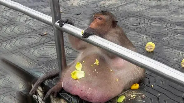 خطر مرگ برای میمون چاق و پرخور + تصاویر 