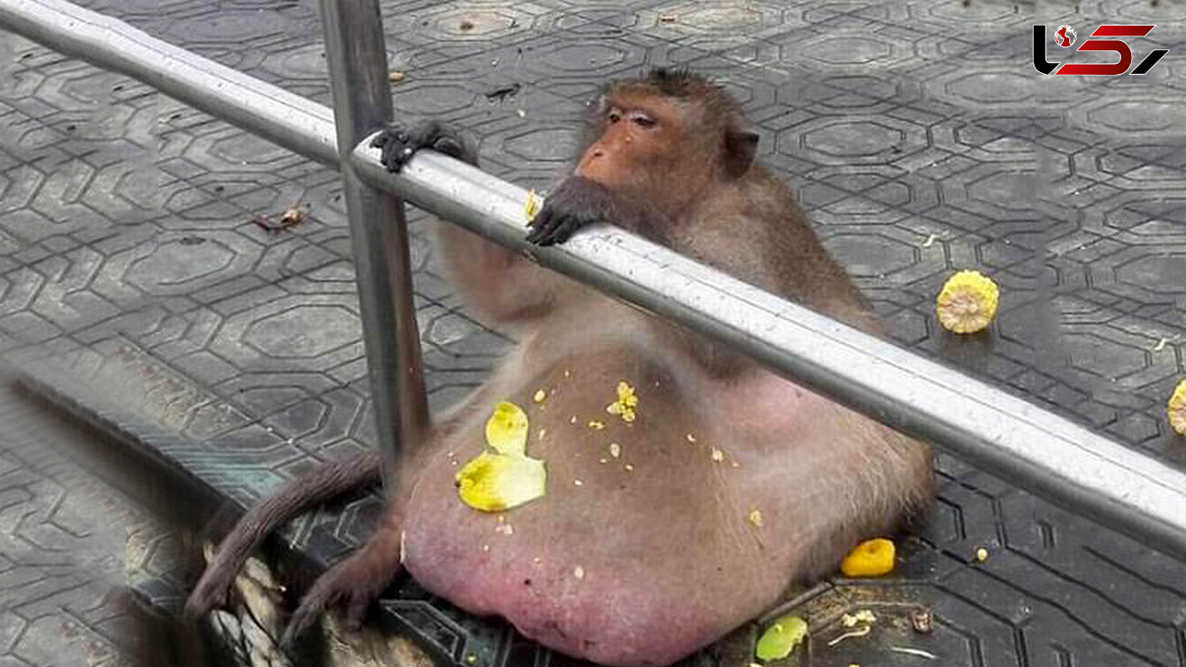 خطر مرگ برای میمون چاق و پرخور + تصاویر 