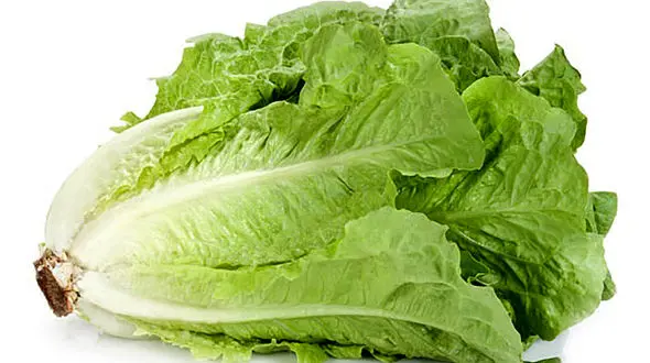 ساقه وسط کاهو را نخورید!