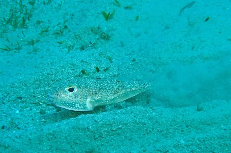 ماهی1