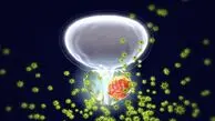 ردپای سیاه جنگ بر سواحل ایران؛ آلودگی نفتی و هوای جنوب در محاصره حملات