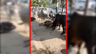فیلم درگیری شدید دو گاو در خیابان