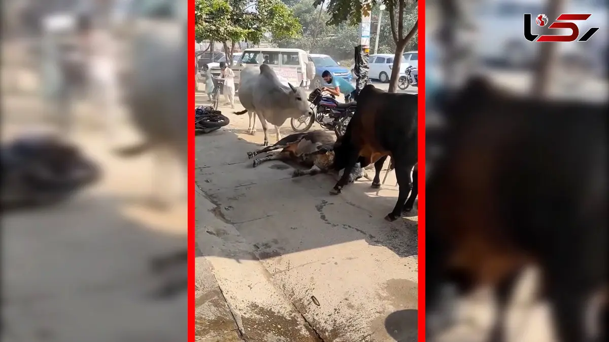 فیلم درگیری شدید دو گاو در خیابان