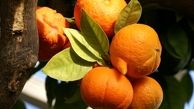 درمان بیماری ها با این نارنجی خوشبو