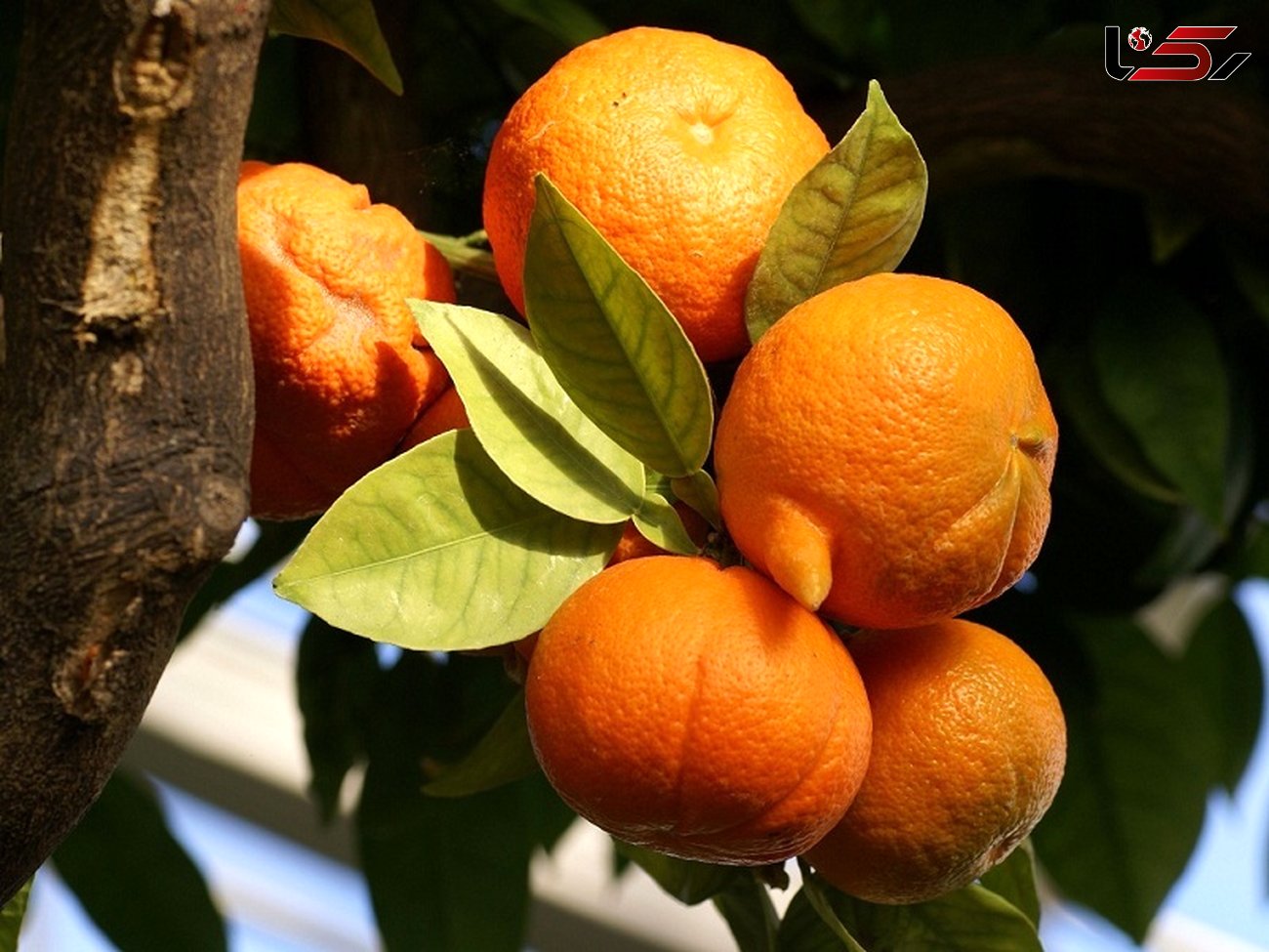 درمان بیماری ها با این نارنجی خوشبو