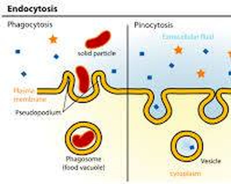 اندوسیتوز
