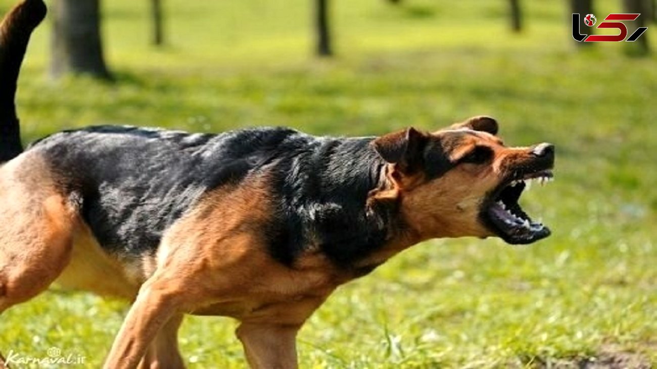 فیلم لحظه حمله سگ ولگرد به دختر جوانرودی