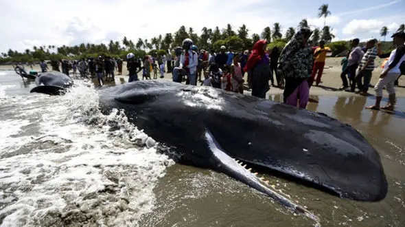 خودکشی دسته جمعی نهنگ ها