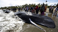 خودکشی دسته جمعی نهنگ ها
