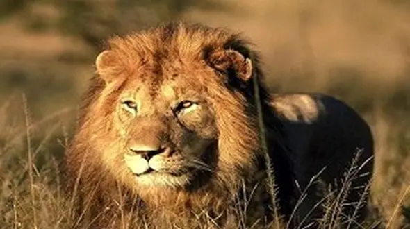 بازگشت یک جفت شیر ایرانی از انگلیس و ایرلند به ایران 