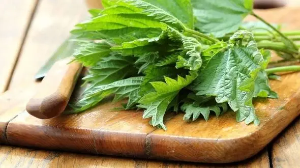 خداحافظی با ریزش مو/پرپرشتی موهای سر با ماسک های گیاهی