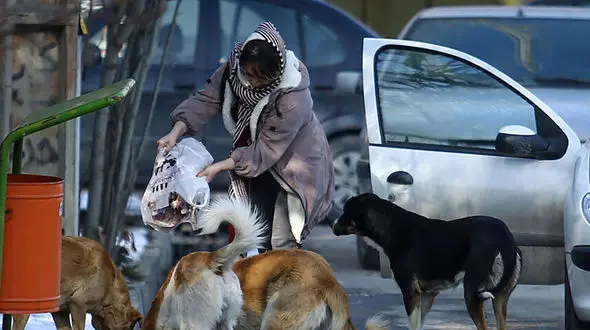 برخی پیمانکاران شهرداری برای رسیدن به پول بیشتر از سگ های ولگرد توله گیری می کنند /سگ ها را جمع آوری و در شهر دیگر تخلیه می کنند! + فیلم