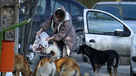 3 میلیون سگ ولگرد در ایران داریم / غذارسانی‌ به این حیوانات خوب است یا نه؟