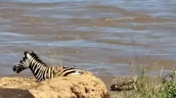 فرار خونین گورخر از تمساح / فیلم