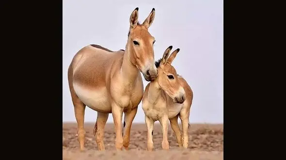 عکس خاص از گور ایرانی با بچه‌اش