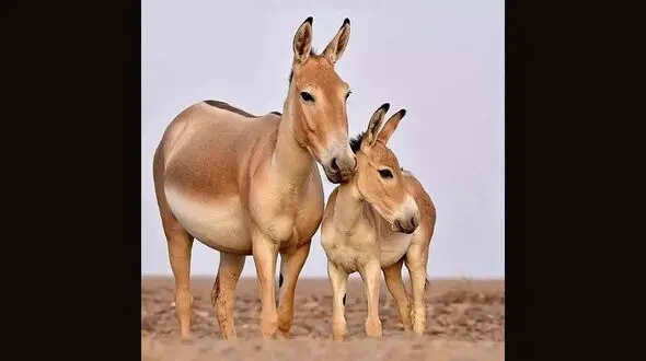 عکس خاص از گور ایرانی با بچه‌اش