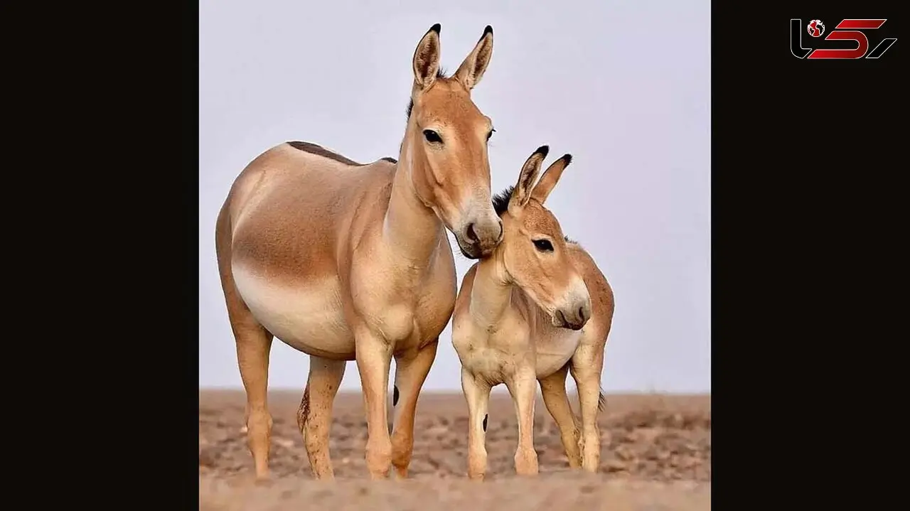 عکس خاص از گور ایرانی با بچه‌اش