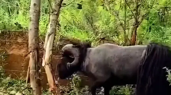 از قوچ شاخ دار تا شکار میان صخره های مرگ