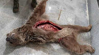 عکس تکاندهنده از لاشه یک خرس در دنا / بازداشت شکارچیان 

