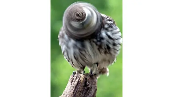 چرخش 270 درجه ای سر جغد جادویی سوژه عکاس شد!