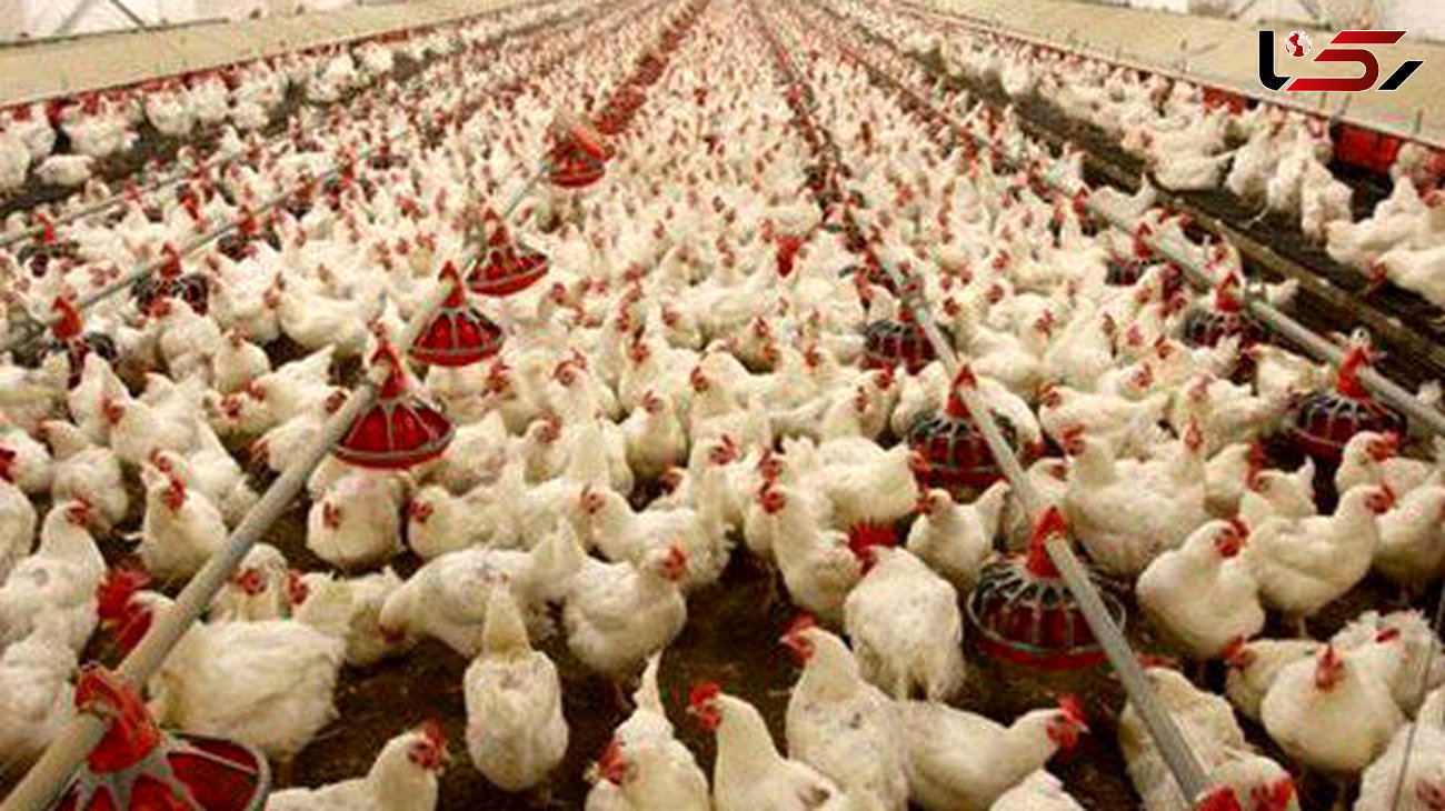 اعتراض مرغداران به قیمت دستوری مرغ در نامه به رییس جمهور