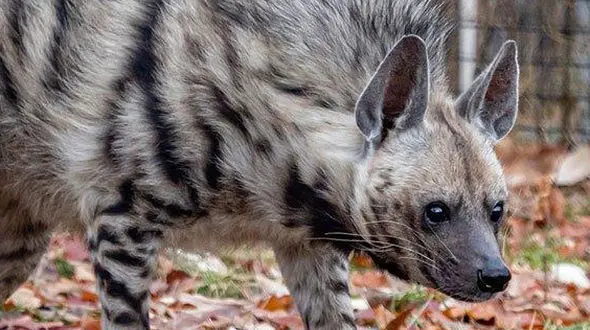 از هم نوع خواری بین پرندگان تا شکار فوک توسط نهنگ قاتل