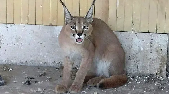 دزدیدن موجود کمیاب  از داخل اداره محیط زیست سمنان ! +تصاویر