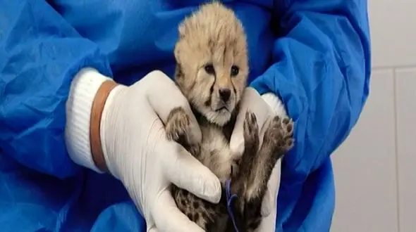 اولین فیلم و عکس از توله‌ سوم یوزپلنگ ایرانی در تهران 