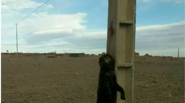 سگی را از تیر برق دار زدند و زیرپایش آتش روشن کردند / در زیرکوه رخ داد+ عکس دردناک