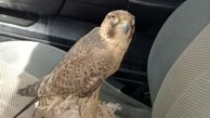 باند قاچاق پرندگان شکاری دستگیر شدند