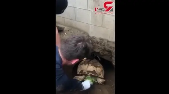 دردسر ورود یک لاک پشت بزرگ به لانه سگ ها+فیلم