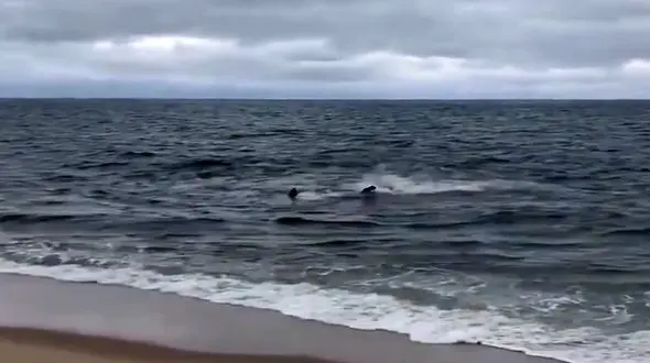 فیلم لحظه حمله خونین کوسه به فک در ساحل!+ عکس