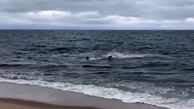 فیلم لحظه حمله خونین کوسه به فک در ساحل!+ عکس
