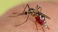 آیا پشه ها ویروس کرونا را منتقل می کنند؟