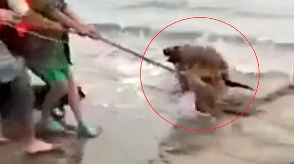 جذاب ترین فیلم از رهاسازی فوک آبی / چرا داخل تور گیر افتاد؟