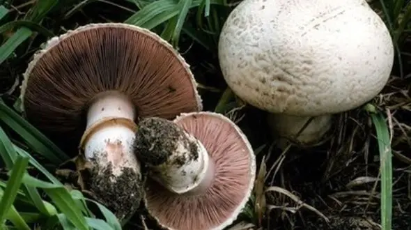 قارچ‌ وحشی 3 نفر را روانه بیمارستان کرد