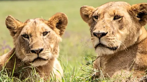 از شیر ماده عصبی تا یوز فراری