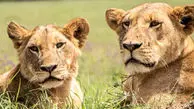 از طبیعت بی رحم تا شکار کرکس توسط شیرها