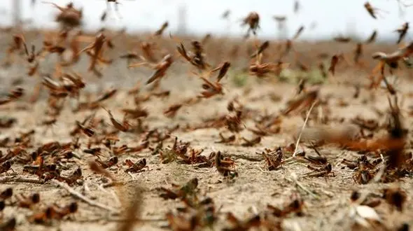 محل زندگی ملخ‌های جنوب غرب تهران مشخص شد
